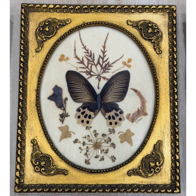 Framed Butterflies & Flowers Specimen, Collection of 3 | Chairish