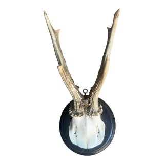Roe Deer Trophy 203 Black Forest Antlers Mount For Sale