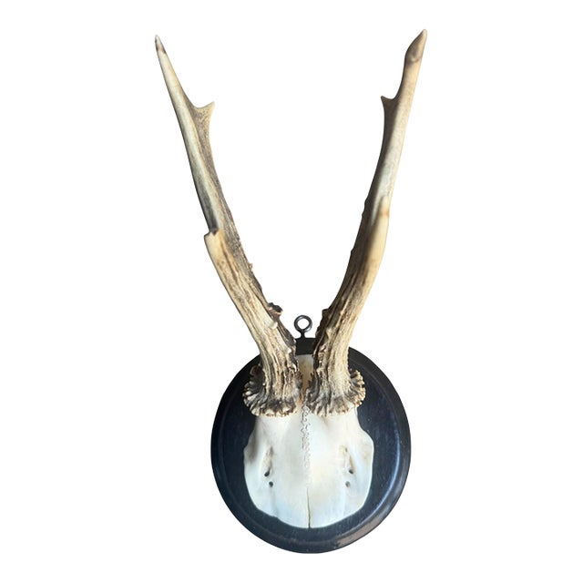 Roe Deer Trophy 203 Black Forest Antlers Mount For Sale