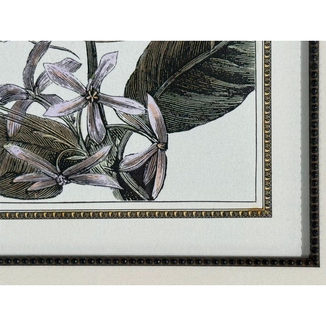 Victorian Style, Framed Butterfly Prints, Gilt, Painted Wood, Usa, 20th C. For Sale - Image 10 of 12