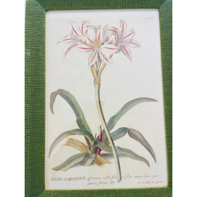 Vintage Wood Framed Botanical Prints For Sale - Image 11 of 12