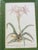 Vintage Wood Framed Botanical Prints For Sale - Image 11 of 12