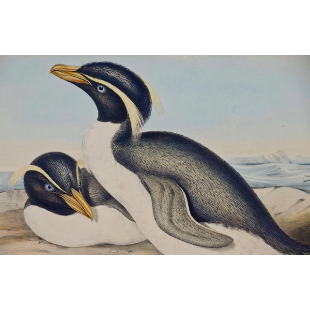 Three Gould Hand-Colored Lithographs From Birds of Australia and New Zealand, 1840-1848 For Sale - Image 4 of 12