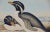Three Gould Hand-Colored Lithographs From Birds of Australia and New Zealand, 1840-1848 For Sale - Image 4 of 12