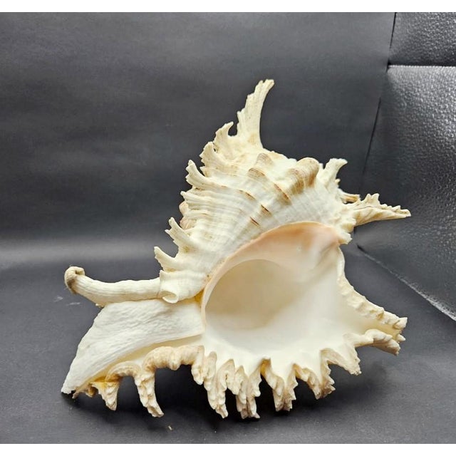 Vintage South Pacific Australian Spiny White W Pink Conch Shell 9.5" X 8" X 7" For Sale - Image 4 of 12