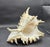 Vintage South Pacific Australian Spiny White W Pink Conch Shell 9.5" X 8" X 7" For Sale - Image 4 of 12