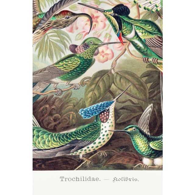Hummingbirds Vintage Art Print Reproduction, 24″ × 36″ For Sale In Buffalo - Image 6 of 8