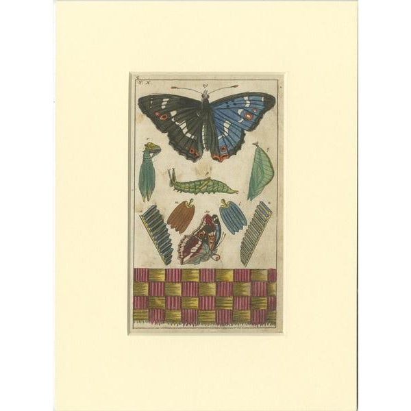 Gottlieb Tobias Wilhelm, Butterfly, Caterpillars and Pupae, Paper, Set of 4 For Sale - Image 5 of 6