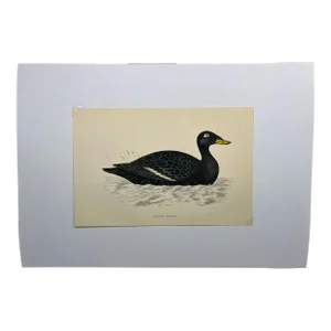 Antique Hand Tinted Bird Print From England Featuring a Black Velvet Scoter - Circa 1888