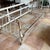 French Antique French Louis Phillippe Day Bed For Sale - Image 3 of 9