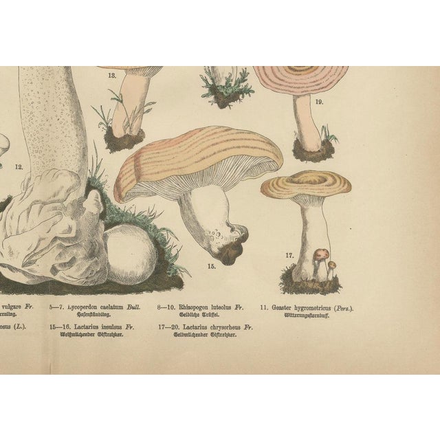 Fünfstück, Morel & Funnel Mushrooms, 1885, Paper For Sale - Image 3 of 9