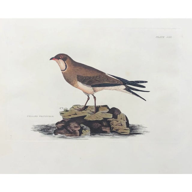 Prideaux John Selby (1788-1867) "Collard (Collared) Pratincole", engraving/etching Hand-colored engraving from Selby's...