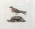 Prideaux John Selby (1788-1867) "Collard (Collared) Pratincole", engraving/etching Hand-colored engraving from Selby's...
