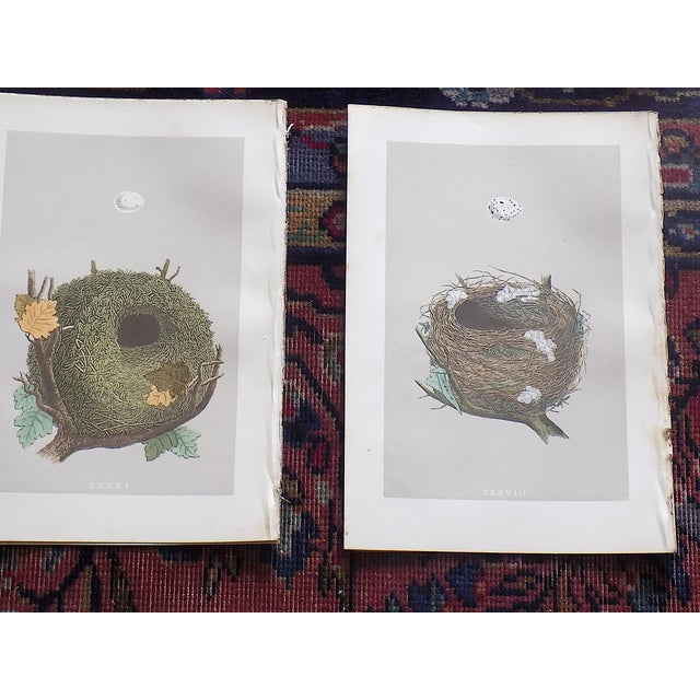 Antique 19th Century Hand Colored Bird Nest & Egg Lithographs - Set of 12 For Sale - Image 4 of 9