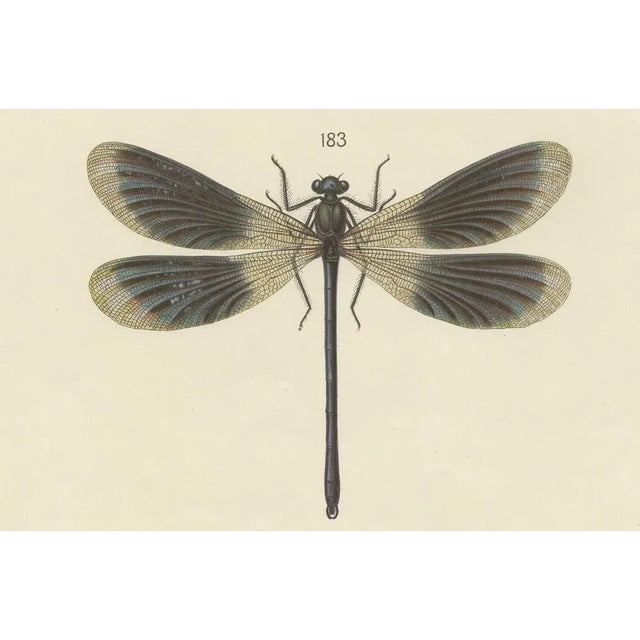 Black Large Antique Entomology Poster of Dragonflies, Crickets and Flies by M. Frohlich-Schlereth and Bannwarth, 1880s For Sale - Image 8 of 10