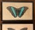 18th Century Antique 18th Century Framed Butterfly Prints by F. P. Nodder - a Pair For Sale - Image 5 of 12