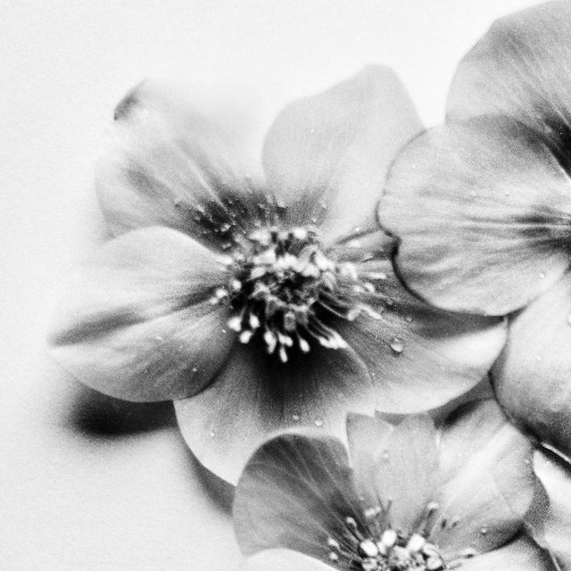 Black Hellebore No.3’ London, United Kingdom 2024. It is a still life black and white film photograph, made with a large...