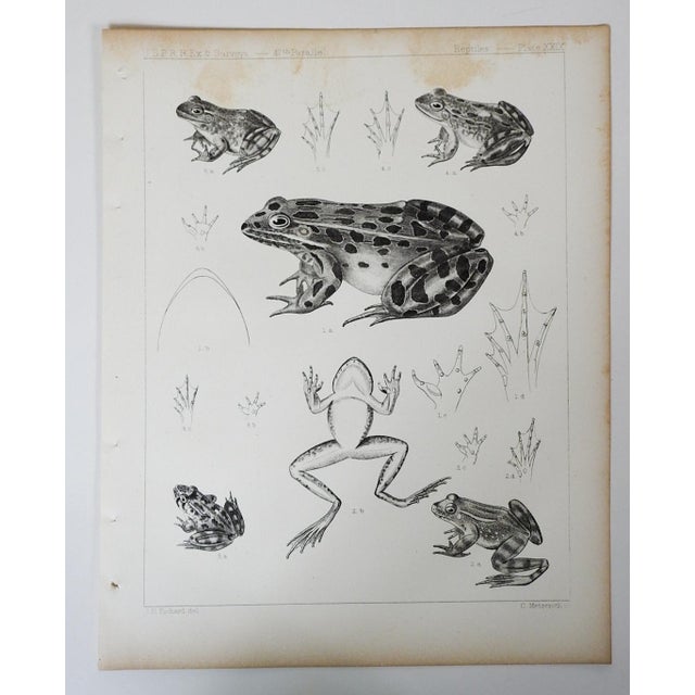 Mid 19th Century Us Pacifc Railroad Frog Lithograph Book Plate For Sale - Image 4 of 4