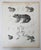 Mid 19th Century Us Pacifc Railroad Frog Lithograph Book Plate For Sale - Image 4 of 4