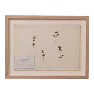 Japanese Pressed Wildflower Art, 1931 For Sale