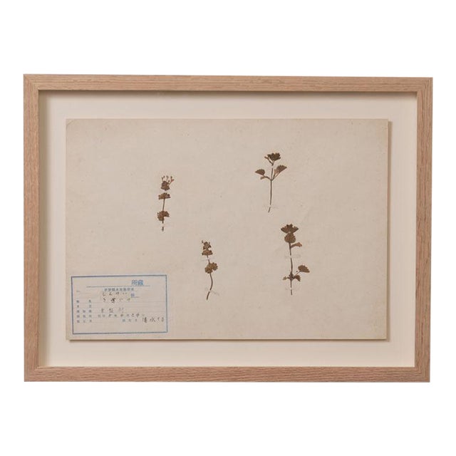 Japanese Pressed Wildflower Art, 1931 For Sale