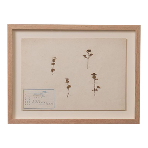Japanese Pressed Wildflower Art, 1931