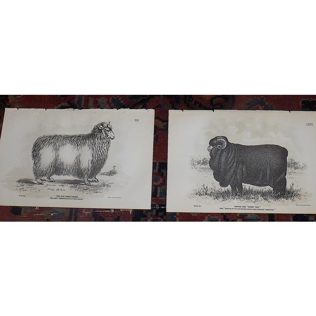 Authentic Antique 19th Century American Sheep Stone Lithographs - Set of 12 For Sale - Image 4 of 9