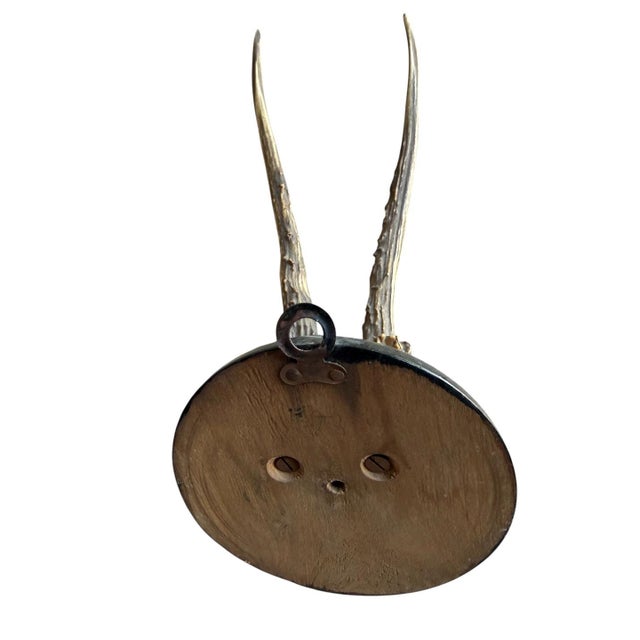 1900 - 1909 Roe Deer Trophy 201 Black Forest Antlers Mount For Sale - Image 5 of 5