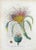 Lithograph hand watercolored. Belongs to the Series "Atlante di Botanica popolare ossia Illustrazione di Piante Notevoli...