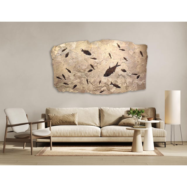 This irregularly shaped fossil mural presents a dynamic array of beautifully preserved, 50 million year old fossil fish....