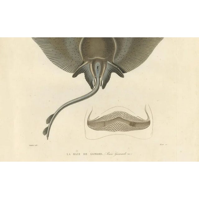 Arctic Skate or Gaimards Ray, Hand-Colored Lithograph, 1840s-1850s For Sale - Image 4 of 10
