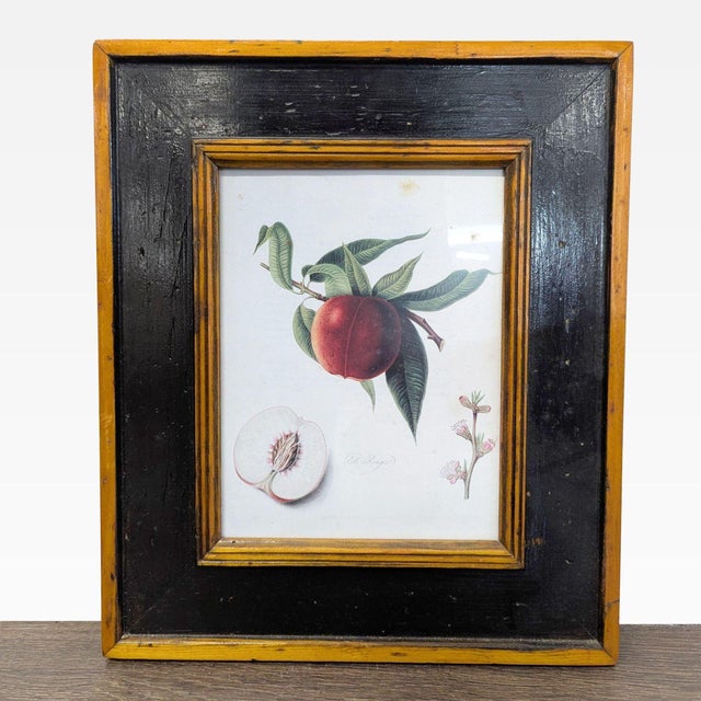 This set includes three botanical fruit prints, each beautifully framed with a black and wooden frame. The artwork...