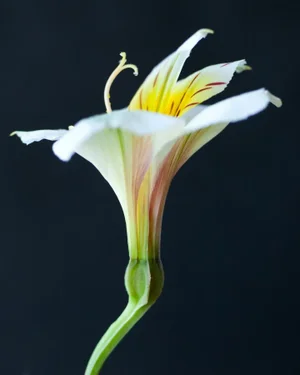 Botanical 35 Photograph