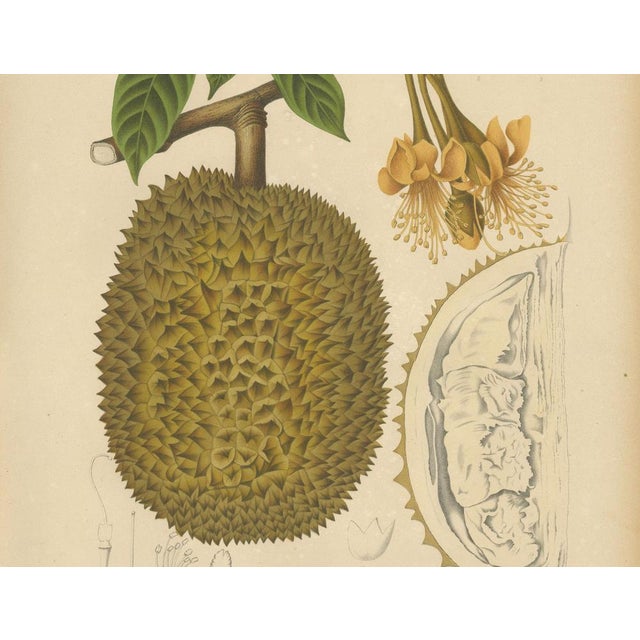 Paper Sheep van Nooten, Durian Botanical, 1880, Chromolithograph For Sale - Image 7 of 10