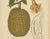 Paper Sheep van Nooten, Durian Botanical, 1880, Chromolithograph For Sale - Image 7 of 10