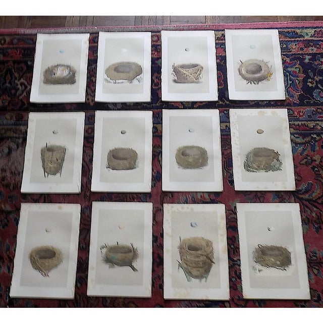 Antique 19th Century Hand Colored Bird Nest & Egg Lithographs - Set of 12 For Sale - Image 9 of 9