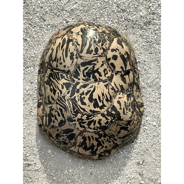 Vintage Boho Artisanal Pigmented Plaster Turtle Shell For Sale - Image 10 of 12