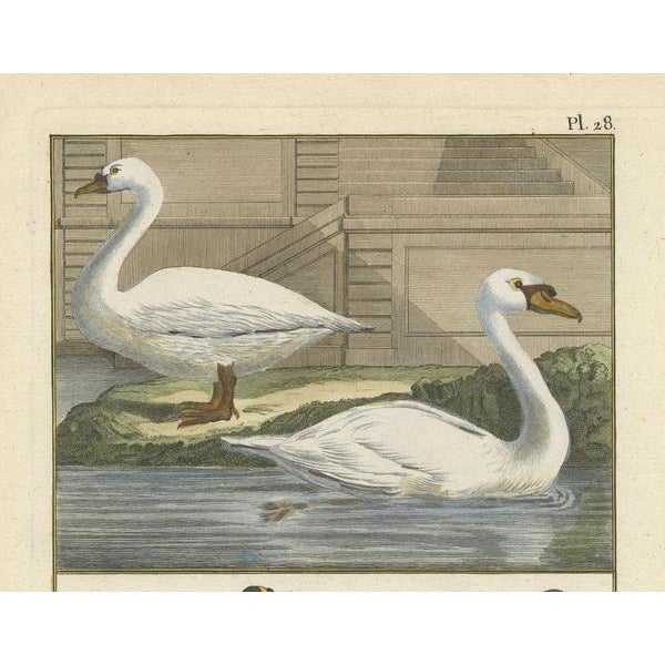 Bonnaterre, Geese, 1790, Print For Sale - Image 3 of 6