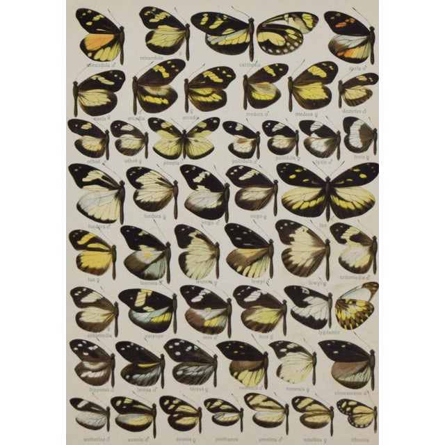 Antique Early 20th Century Butterfly Print "Dismorphia" 1912 For Sale - Image 4 of 5