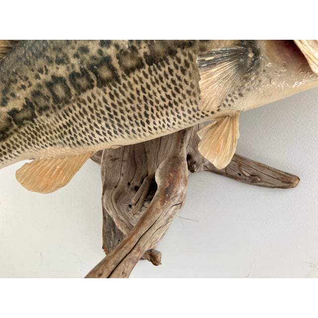 Largemouth Bass Taxidermy by Heinemann Taxidermy-American Sporting Folk Art, Mid-20th Century For Sale - Image 9 of 14