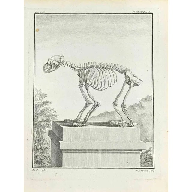 The Skeleton is an etching made by P.F. Tardieu in 1771. It belongs to the suite "Natural, general and particular history...