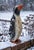 Metal Mid-Century Modern Painted Metal Penguin Garden Sculpture For Sale - Image 7 of 8