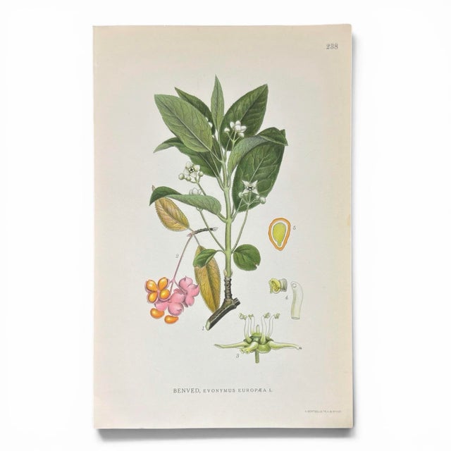 Printmaking Materials Set of 8 Antique Botanical Prints | Pink & Green Wildflower Studies For Sale - Image 7 of 10