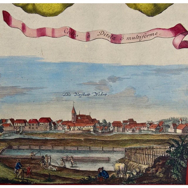 Realism Lemons "Cedro Ditela Multiforme": An 18th C. Volckamer Hand-Colored Engraving, 1708 For Sale - Image 3 of 7