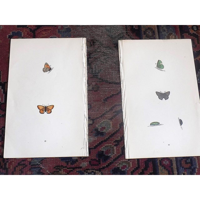 Late 19th Century Antique 19th Century Hand Colored Butterfly Lithographs - Set of 10 For Sale - Image 5 of 12