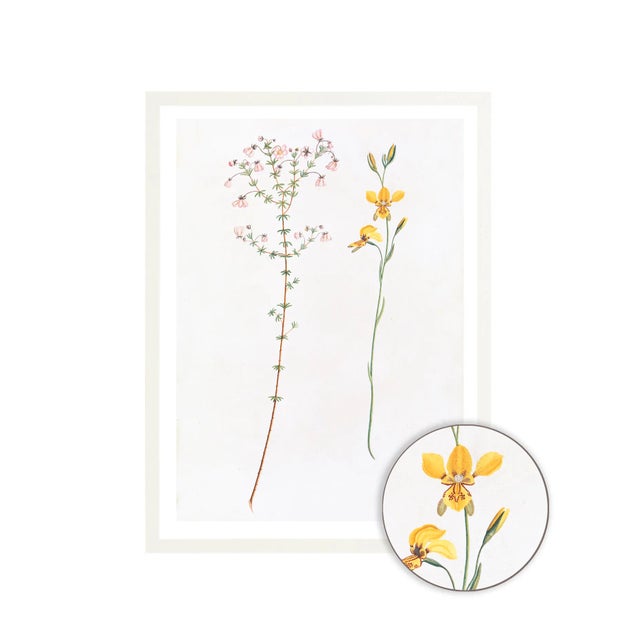 Not Yet Made - Made To Order Celerie Kemble Curated Australian Botanical Set of 9 (24X30) in White Frame For Sale - Image 5 of 11