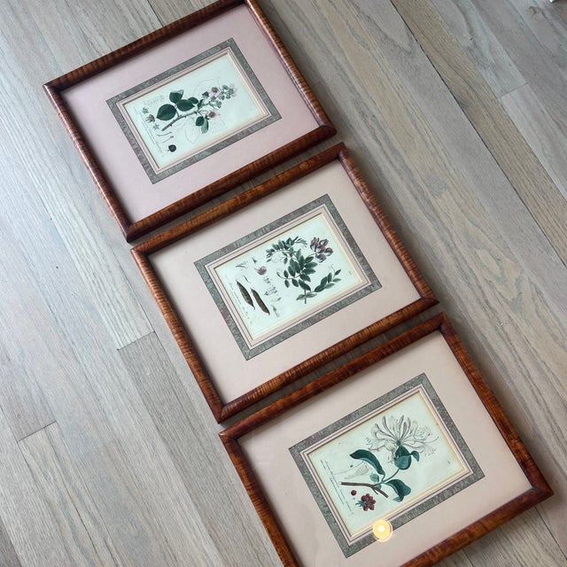 Antique 1837 English Botanical Framed Prints- Set of 3 For Sale - Image 12 of 12