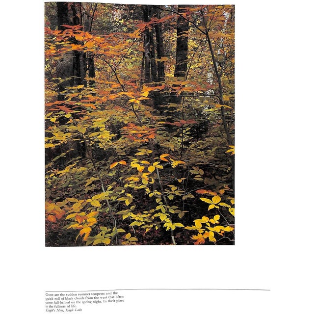 Traditional "Forever Wild: The Adirondacks" 1966 Porter, Eliot For Sale - Image 3 of 12