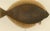 Wilhelm von Wright, Flounder, Common Sole and Dab, 1895, Lithograph on Paper For Sale - Image 3 of 10