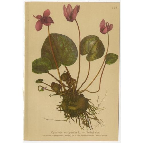 Alpine Gentiana Botanical Plates, 1897, Set of 10 For Sale - Image 3 of 13